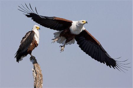 parc national chobe - African fish eagles, Chobe National Park, Botswana Photographie de stock - Premium Libres de Droits, Code: 6118-07439995