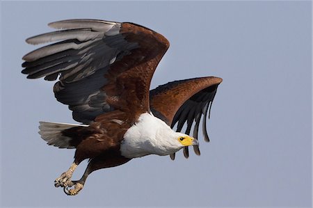 African fish eagles, Chobe National Park, Botswana Stock Photo - Premium Royalty-Free, Code: 6118-07439996