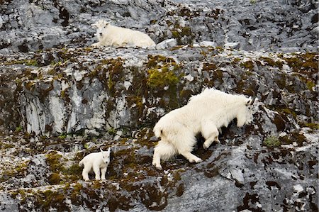 simsearch:6118-07440297,k - Mountain goats and kid, Glacier Bay National Park and Preserve, Alaska Foto de stock - Sin royalties Premium, Código: 6118-07439999