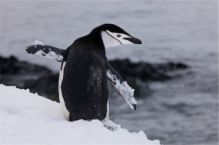 pingüim-antártico - Chinstrap penguin, Antarctica Foto de stock - Royalty Free Premium, Número: 6118-07439901