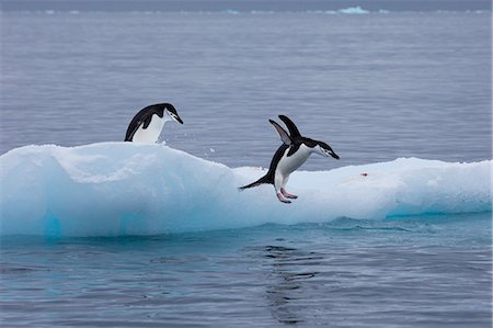 pack ice - Gentoo penguins on an iceberg, Antarctica Stock Photo - Premium Royalty-Free, Code: 6118-07439902