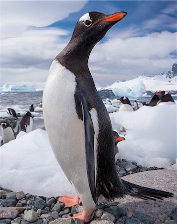 pack (bloc de glace) - Gentoo penguins, Antarctica Photographie de stock - Premium Libres de Droits, Code: 6118-07439912