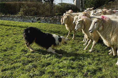 sheep land - Sheepdog working a small flock of sheep. Stock Photo - Premium Royalty-Free, Code: 6118-07521763