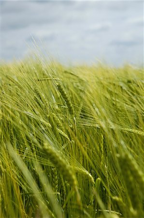 Wheat growing in the field. Foto de stock - Sin royalties Premium, Código: 6118-07521760