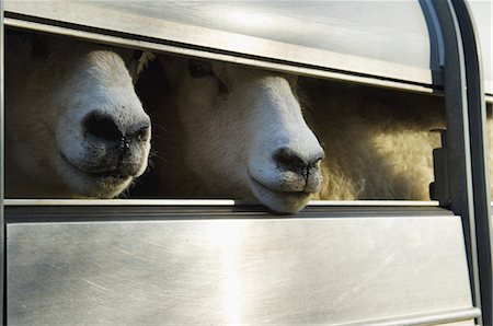 simsearch:6118-08081878,k - Sheep loaded into a trailer. Stock Photo - Premium Royalty-Free, Code: 6118-07521764
