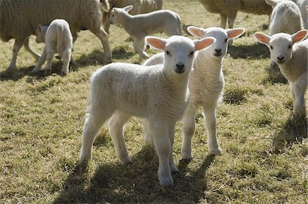 Lambs and sheep in a pen. Foto de stock - Sin royalties Premium, Código: 6118-07521774