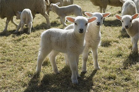 Lambs and sheep in a pen. Stockbilder - Premium RF Lizenzfrei, Bildnummer: 6118-07521774