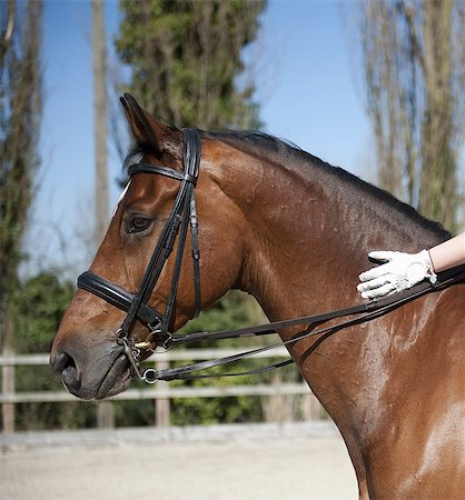 Side view. A bay horse with a bridle.  A rider's gloved hand on the glossy brown hide of the neck. Photographie de stock - Premium Libres de Droits, Code: 6118-07521739