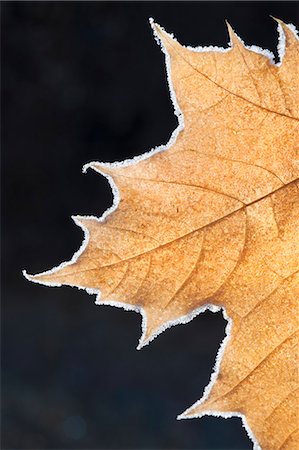 simsearch:6118-08088583,k - A large maple leaf with the light shining through, in autumn. Photographie de stock - Premium Libres de Droits, Code: 6118-07762645