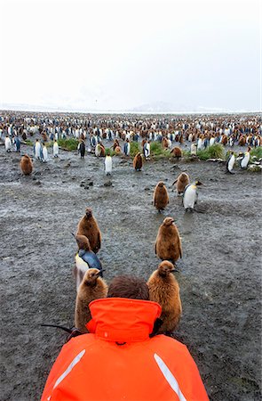 A person in an orange jacket photographing king penguin adults and chicks on South Georgia island. Stock Photo - Premium Royalty-Free, Code: 6118-07762628