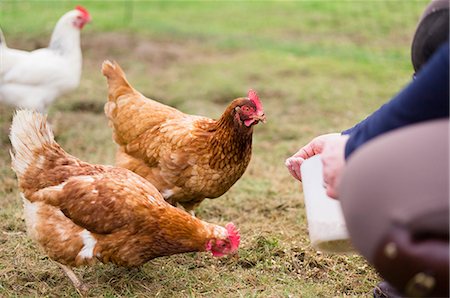 Domestic hens pecking at grain on the ground. Stock Photo - Premium Royalty-Free, Code: 6118-07731728