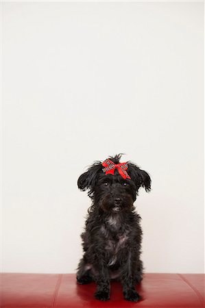 simsearch:878-07442471,k - A black dog, a pet with a red bow on its head. Foto de stock - Sin royalties Premium, Código: 6118-07731738