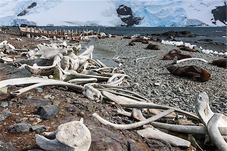 south shetland islands - Whales bones strewn on the beach, and fur seals on the shore. Photographie de stock - Premium Libres de Droits, Code: 6118-07731855