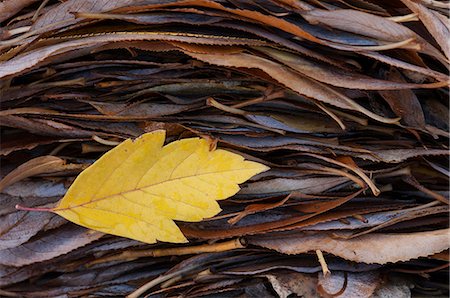 simsearch:6118-08088572,k - A single leaf on top of a pile of leaves in autumn. Photographie de stock - Premium Libres de Droits, Code: 6118-07731863
