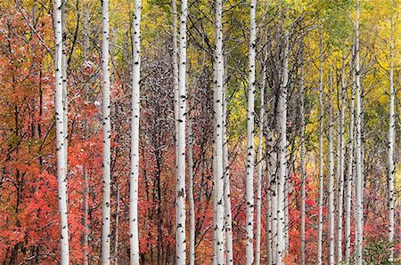 simsearch:6118-08081891,k - Aspen and maple trees in the fall. Photographie de stock - Premium Libres de Droits, Code: 6118-07731860