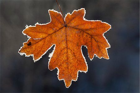 A maple leaf in autumn colours on ice. Photographie de stock - Premium Libres de Droits, Code: 6118-07731864