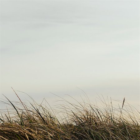 seagrass - Sea grasses on the sand dunes on Long Beach Peninsula dunes and view out to sea. Stock Photo - Premium Royalty-Free, Code: 6118-07731871