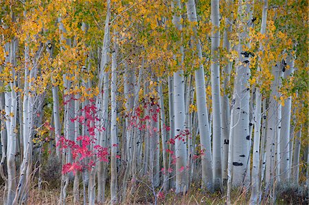 simsearch:6118-08088572,k - Maple and aspen trees in the national forest of the Wasatch mountains. White bark and slender tree trunks. Photographie de stock - Premium Libres de Droits, Code: 6118-07731884