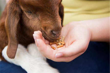A girl feeding a baby goat by hand. Stock Photo - Premium Royalty-Free, Code: 6118-07731894