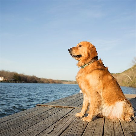 A golden retriever dog sitting on a jetty by water. Stock Photo - Premium Royalty-Free, Code: 6118-07731800