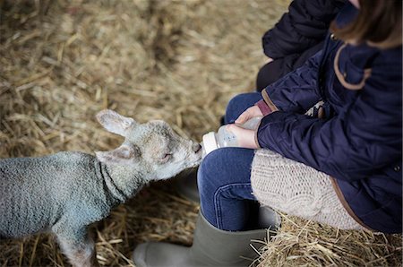 A girl bottle feeding a small hungry lamb. Stock Photo - Premium Royalty-Free, Code: 6118-07731811