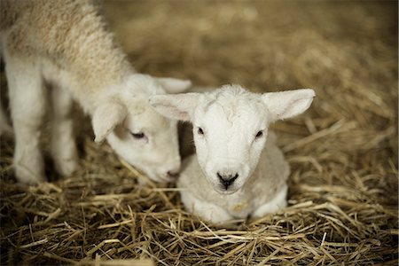 New-born lambs, two white lambs in a lambing shed. Stockbilder - Premium RF Lizenzfrei, Bildnummer: 6118-07731821