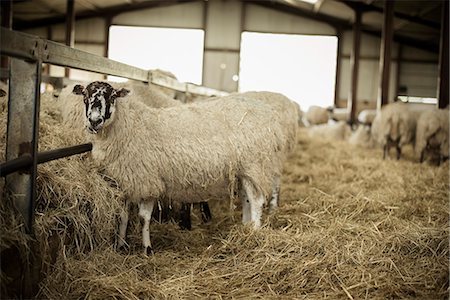 simsearch:6118-07731818,k - Sheep in a barn during lambing time. Photographie de stock - Premium Libres de Droits, Code: 6118-07731824