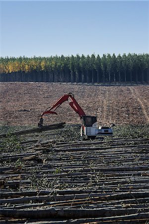 poplar tree forest - A mechanised grabber sorting felled poplar tree trunks on a plantation. Stock Photo - Premium Royalty-Free, Code: 6118-07731826