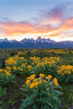 sunset, flowers - The Teton mountain range in the Grand Teton national park at sunset. Stock Photo - Premium Royalty-Free, Code: 6118-07731946