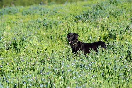 simsearch:6118-07731937,k - A black Labrador dog in tall meadow grass. Photographie de stock - Premium Libres de Droits, Code: 6118-07731906