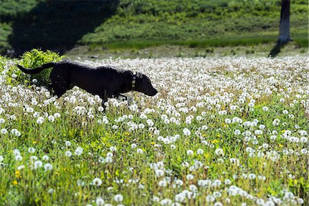 domestic dog - A black Labrador dog in tall meadow grass. Stock Photo - Premium Royalty-Free, Code: 6118-07731910