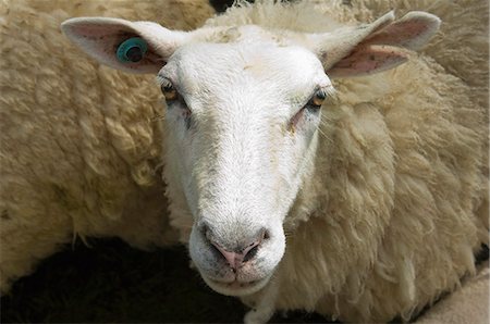simsearch:6118-07731814,k - Sheep in a pen on a farm. Fotografie stock - Premium Royalty-Free, Codice: 6118-07731924
