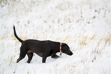 simsearch:6118-07731934,k - A black Labrador dog in snow. Foto de stock - Sin royalties Premium, Código: 6118-07731933