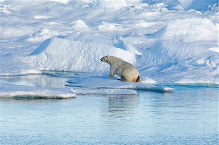 simsearch:6118-07731838,k - A polar bear climbing out of the water on to an ice floe. Photographie de stock - Premium Libres de Droits, Code: 6118-07732046