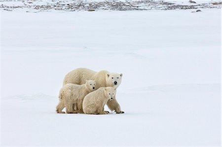 simsearch:6115-08149437,k - A polar bear group, an adult and two cubs in the wild. Photographie de stock - Premium Libres de Droits, Code: 6118-07732085