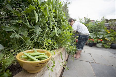 A woman picking peas, bowl of freshly picked peas. Stock Photo - Premium Royalty-Free, Code: 6118-07808965