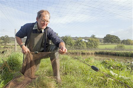 A man handling a large net, pulling it across water.  Netting young carp. A managed carp fishery. Stock Photo - Premium Royalty-Free, Code: 6118-07808985