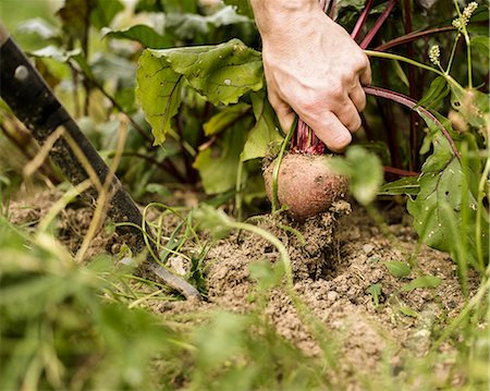 self sufficient - Allotment, England Stock Photo - Premium Royalty-Free, Code: 6118-07913347