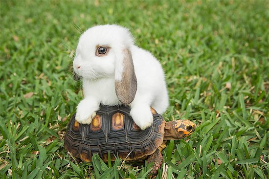 A small tortoise and a white rabbit on the grass. Stock Photo - Premium Royalty-Free, Image code: 6118-08081846