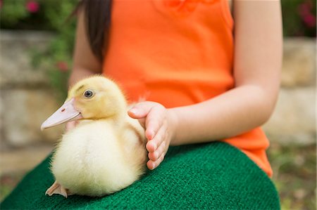 streicheln - A child with a duckling on her lap. Photographie de stock - Premium Libres de Droits, Code: 6118-08081851