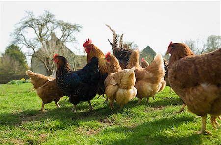 simsearch:6118-08081878,k - A small flock of hens in a paddock. Stock Photo - Premium Royalty-Free, Code: 6118-08081877