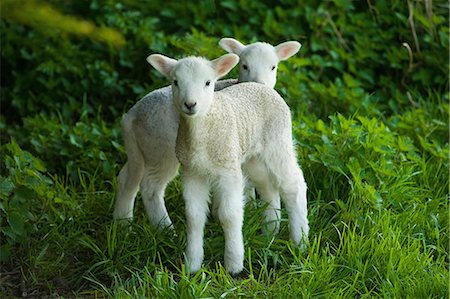 sheep land - Two spring lambs alert and looking around. Stock Photo - Premium Royalty-Free, Code: 6118-08081875