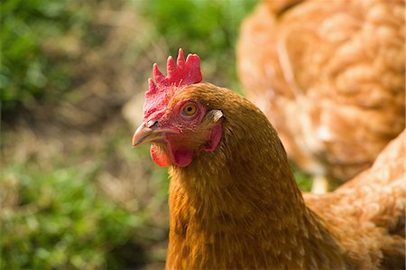 A hen, a chicken, close up of the head and coxcomb. Stock Photo - Premium Royalty-Free, Code: 6118-08081876