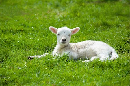 A small young lamb with white fur, lying on the grass with its head up Stock Photo - Premium Royalty-Free, Code: 6118-08081878