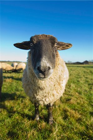 simsearch:841-08149576,k - A small flock of sheep in a field. Foto de stock - Sin royalties Premium, Código: 6118-08081879