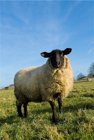 simsearch:6118-08081878,k - An adult sheep in a field. Stock Photo - Premium Royalty-Free, Code: 6118-08081880
