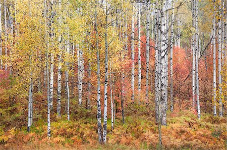 simsearch:6118-08081900,k - Fall colours in the Wasatch Mountains. Forests of aspen and maple. Stock Photo - Premium Royalty-Free, Code: 6118-08081892