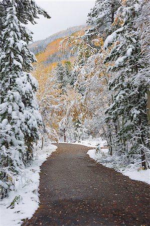 simsearch:6118-08081898,k - A path, road through the pine trees with boughs laden with snow. Stock Photo - Premium Royalty-Free, Code: 6118-08081897