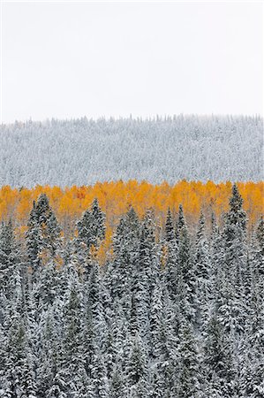 simsearch:6118-08088584,k - View over aspen forests in autumn, with a layer of vivid orange leaf colour against pine trees. Stock Photo - Premium Royalty-Free, Code: 6118-08081896