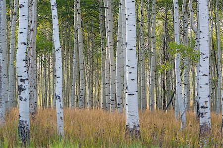 shrub - The tall straight trunks of trees in the forests with pale grey bark and green foliage. Stock Photo - Premium Royalty-Free, Code: 6118-08081900